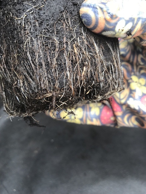 Буддлея Давида Бдэк Найт 1 шт Р9